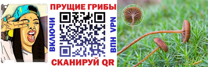 даркнет клад  дарнет шоп  Агидель  Псилоцибиновые грибы прущие грибы 